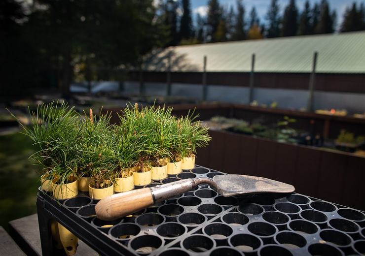 Seed trays on a potting bench