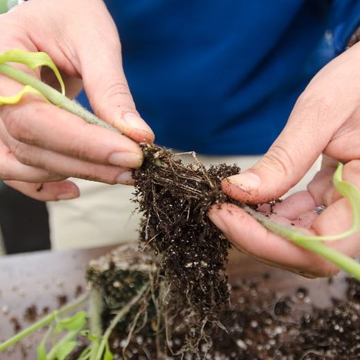 A seedling lifted to show its roots