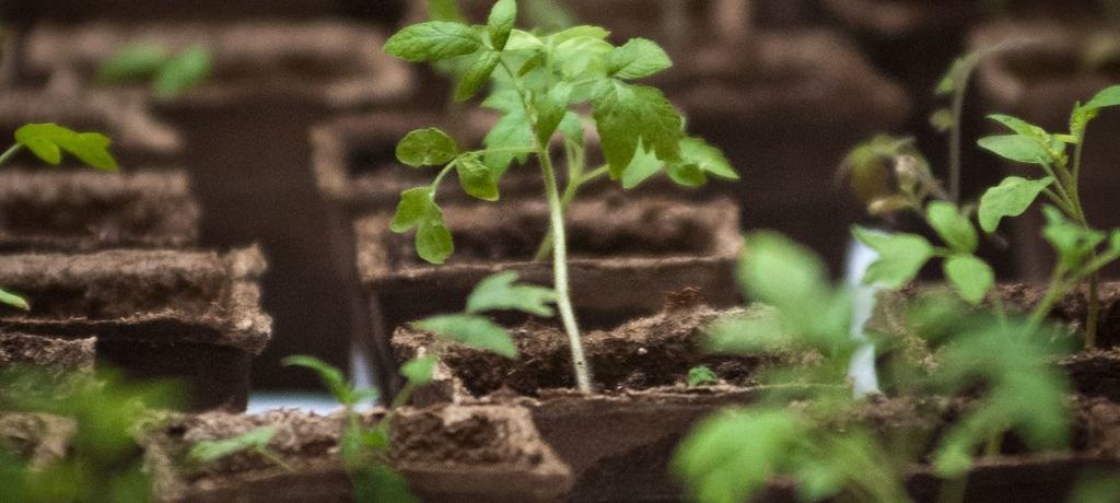 Seedlings in trays